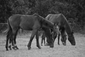 veel paarden in Duitsland foto