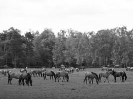 paarden Aan een Duitse veld- foto