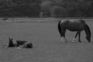 wilde paarden in duitsland foto