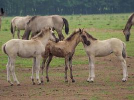 wild Duitse paarden foto