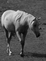 paarden Aan een Duitse veld- foto