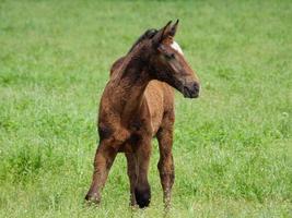 paarden Bij voorjaar tijd in Duitsland foto