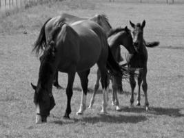 paarden in Duitsland foto