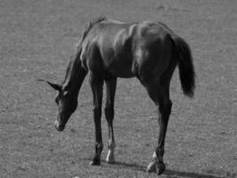 paarden Aan een Duitse veld- foto