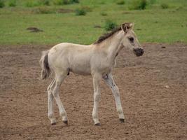 wild Duitse paarden foto