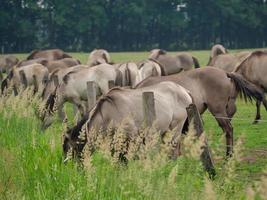 wild Duitse paarden foto