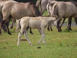 veel paarden en veulens foto