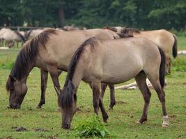 veel paarden en veulens foto