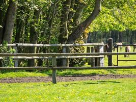 veel paarden in Duitsland foto