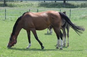 paarden en veulens in Duitsland foto