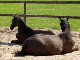 veel paarden in Duitsland foto