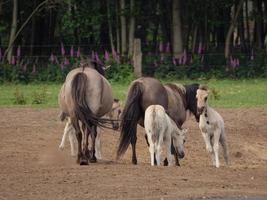 veel paarden en veulens foto