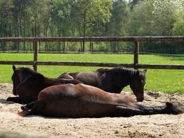 wild paarden en veulens in Duitsland foto