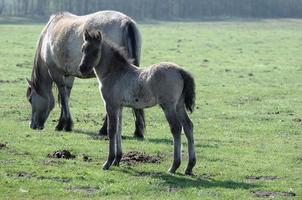 veel paarden in Duitsland foto