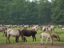 wild paarden en veulens in Duitsland foto