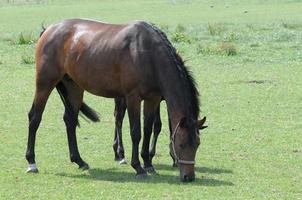 paarden en veulens in Duitsland foto