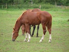 paarden in Westfalen foto