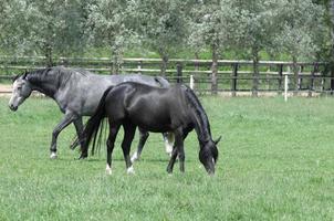 paarden en veulens in Duitsland foto