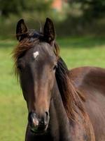 paarden in de Duitse Munsterland foto