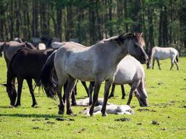 veel paarden in Duitsland foto