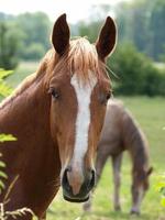 paarden en veulens in Duitsland foto