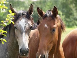 paarden en veulens in Duitsland foto