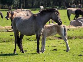 wild paarden en veulens in Duitsland foto