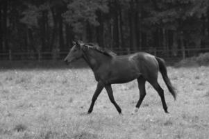 paarden in Westfalen foto