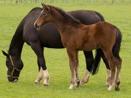 paard en veulens foto