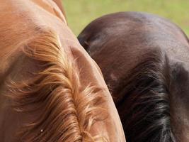 paarden in Westfalen foto