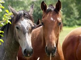 paarden en veulens in Duitsland foto