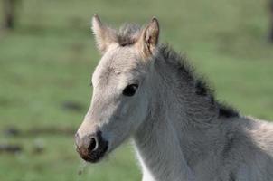 paard en veulens foto