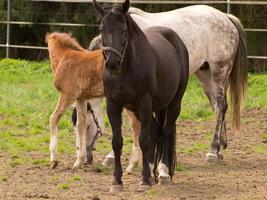 paarden Aan een Duitse weide foto