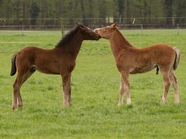 veulens en paarden in Duitsland foto