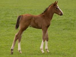 paarden Aan een Duitse weide foto