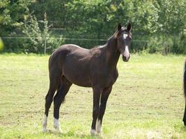 paarden en veulens in Duitsland foto