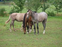 paarden in Westfalen foto