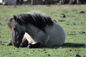 paarden Aan een Duitse weide foto