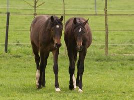 paard en veulens foto