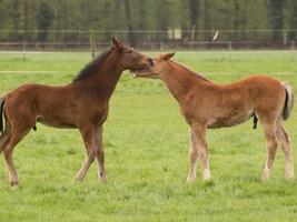 veulens en paarden in Duitsland foto