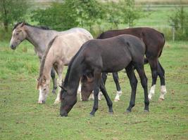 veulens en paarden in Duitsland foto