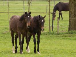 paard en veulens foto