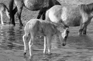 paarden in Westfalen foto