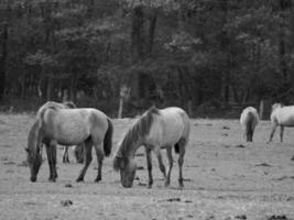 wild paarden Aan een veld- foto