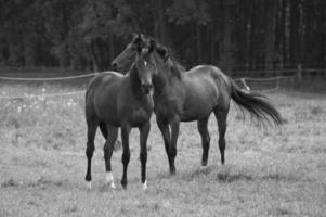 paarden in Westfalen foto