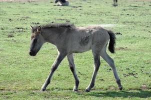 veulens en paarden in Duitsland foto