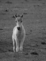 wild paarden Aan een veld- foto