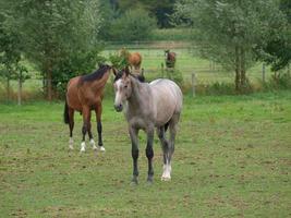 paarden in Westfalen foto