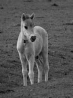 wild paarden Aan een veld- foto