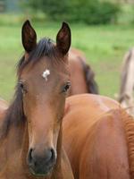 veulens en paarden in Duitsland foto